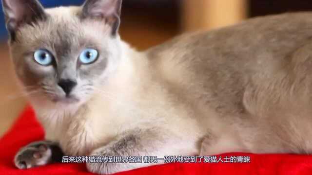 暹罗猫为什么一到冬天全身就会变黑?大家一起了解下!