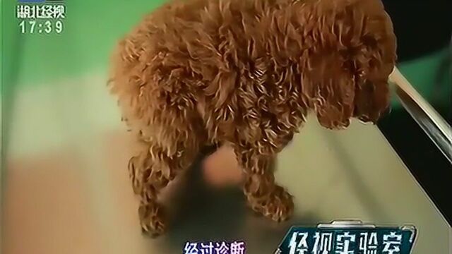 细小犬瘟试纸真的有用吗?实验证实不靠谱,专家说还得去宠物医院!