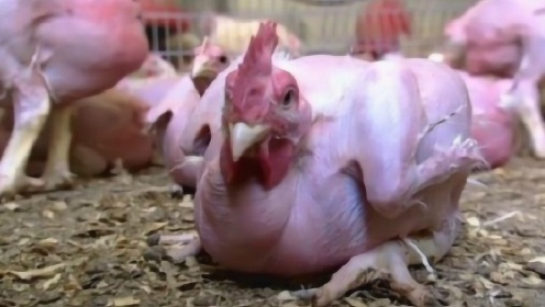 这种无毛鸡“浑身赤裸”，身上不长一根毛，你敢吃吗？ - 腾讯视频