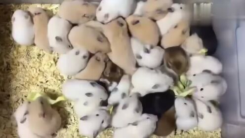 一堆饥饿的小仓鼠,刚给的几片蔬菜几秒钟就被吃光了! - 腾讯视频