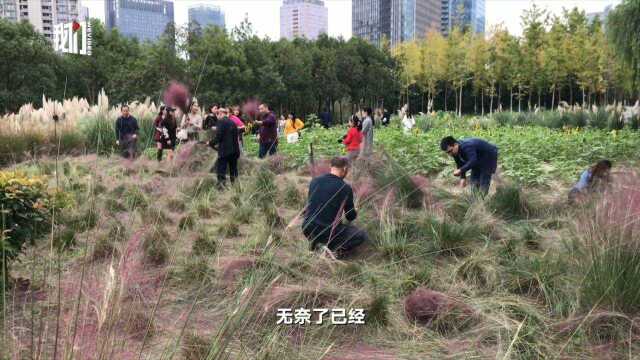 杭州网红粉草被游客成片踩踏,园丁忍痛割掉,“不割保不住啊”