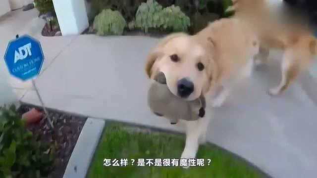 抖音最火的金毛犬到底有多聪明