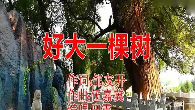 田震演唱的《好大一棵树》