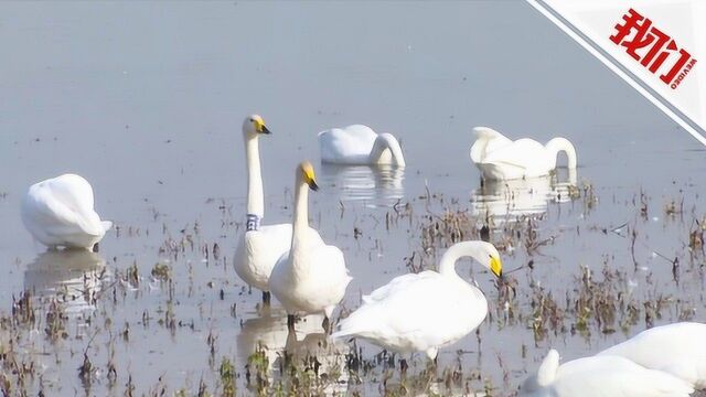 实拍:三门峡天鹅湖湿地迎来今年首批越冬白天鹅