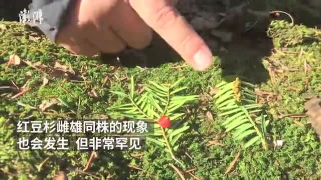 丹麦研究生到牡丹江深山专研红豆杉性别