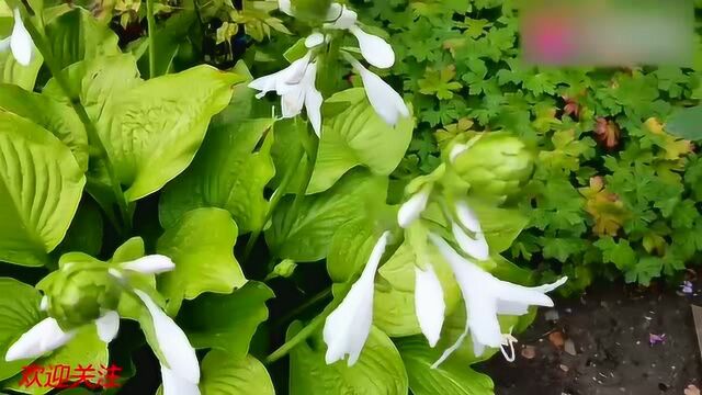 适合庭园栽种的花卉:浓香大花玉簪种植经验分享