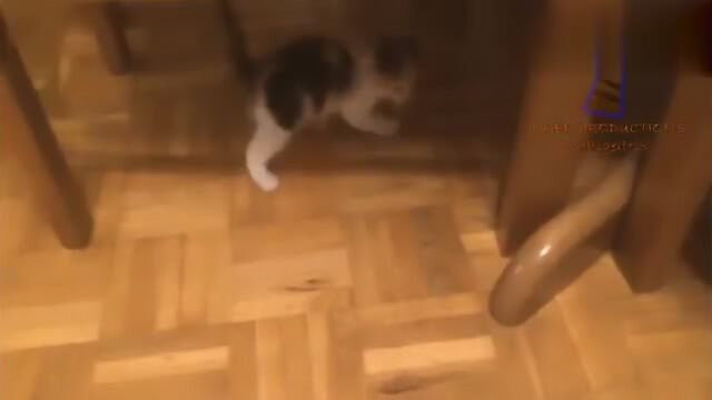 搞笑猫猫人