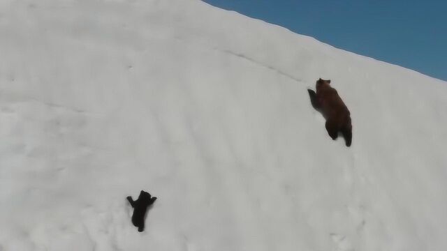 永不放弃的熊妈妈和熊宝宝