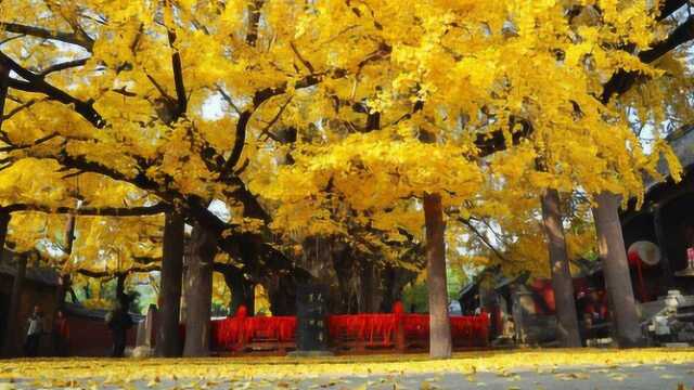 山东日照4000年银杏树爆红! 一上网引来25万个赞