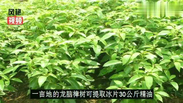 这种樟树被称为植物黄金,一亩地可提取冰片30公斤,价值40万!