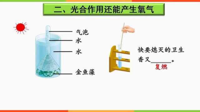 教学课件:光合作用吸收二氧化碳释放氧气