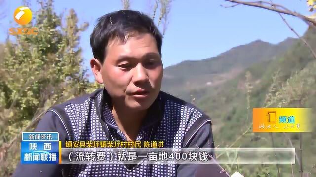 商洛镇安:因地制宜发展林业产业,助推脱贫摘帽如期实现