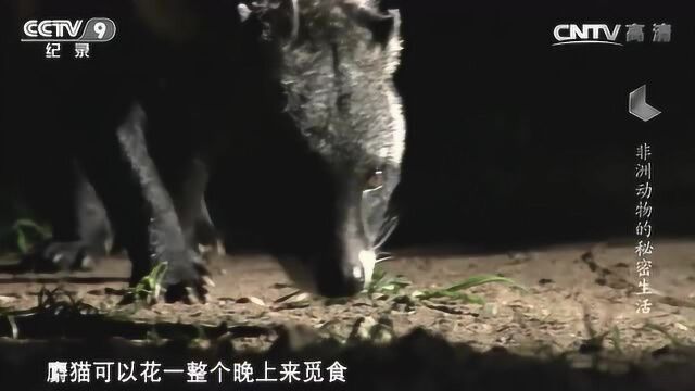 非洲动物的秘密生活 穿山甲躲避危险 麝猫觅食遇豪猪