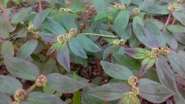 农村植物“大飞扬草”,生命力旺盛,价值非常珍贵,你的家乡还有吗?