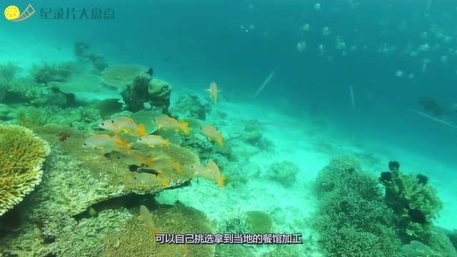 一辈子生活在海里,被称为“海上游牧民族”,仙本那令人窒息的美