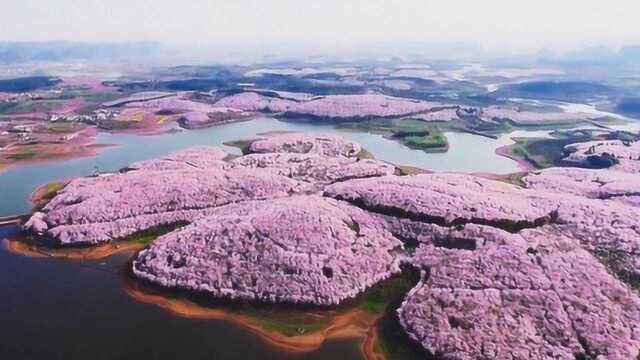 赏樱花再不用去日本了!中国樱花圣地惊艳世界,万亩花海看呆网友