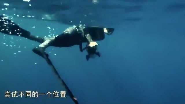 海豚叫声竟然是这样的!这“海豚音”听起来有点萌