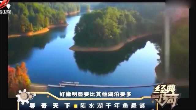 陡水湖的秘密:同一条江一样的水,千年鱼独爱陡水湖!