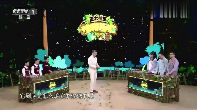 太阳的轨迹由东向西,粪金龟滚粪球也跟着太阳的轨迹吗?