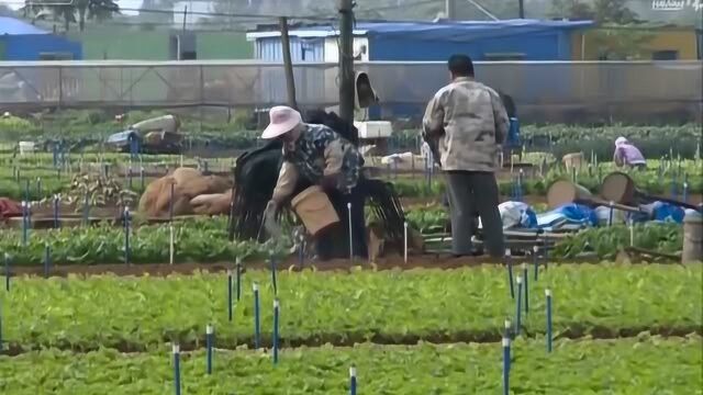 海口:叶菜价格指数保险 提振菜农生产信心