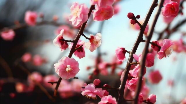 浪漫樱花绽放,樱花欣赏,醉人唯美樱花