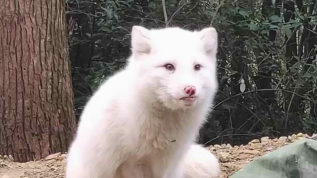 仙气十足!华中科大喻家山惊现小白狐,后腿受伤不惧学生喂食