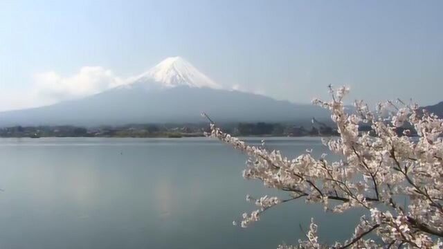 樱花和雪山简直是绝配!去富士山就要去五合目!