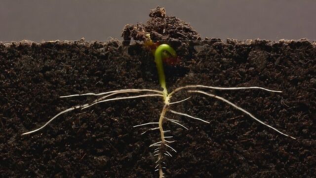 惊艳!种子是如何发芽的?小伙用延时摄影记录全过程!