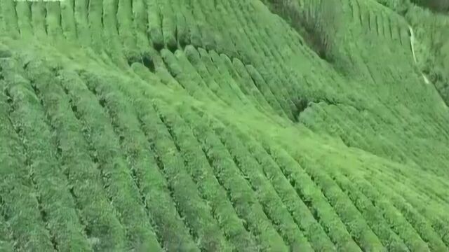 茶园春色,空中俯望绿荫荫的一片,景色诱人!