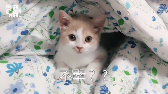 第十四期:妈妈给猫宝宝起名字,这名字!猫自己都不想听了!