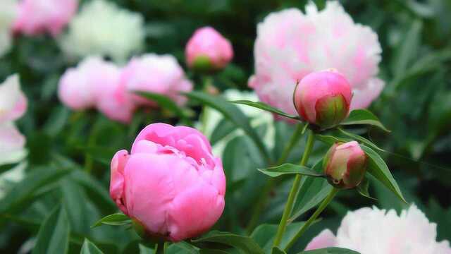 芍药是中国栽培最早的一种花卉,被称为“五月花神”