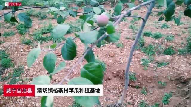 威宁县猴场镇格寨村苹果种植基地