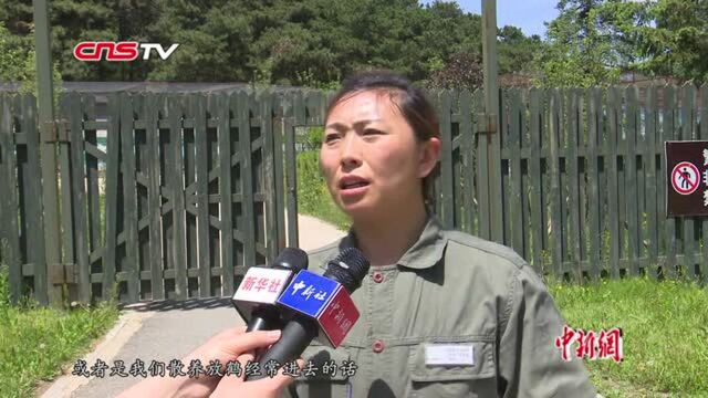 沈阳奇景“鹤放飞”的背后:30年的拯救行动