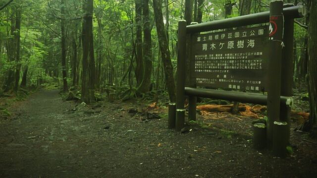 世界上最诡异的森林,日本青木原树海,究竟发生了什么?