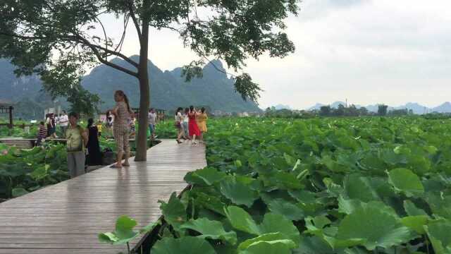 山水柳州,万亩荷田,百朋荷花正当艳