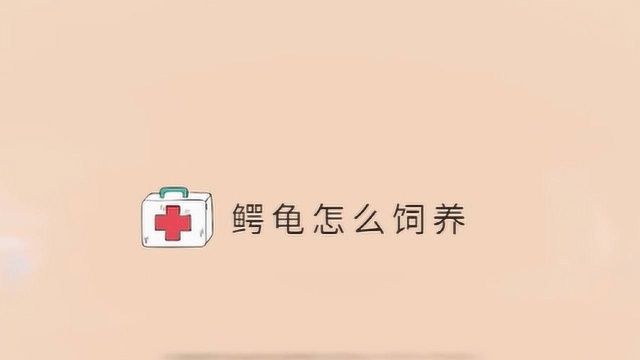 鳄龟怎么饲养?来了解一下