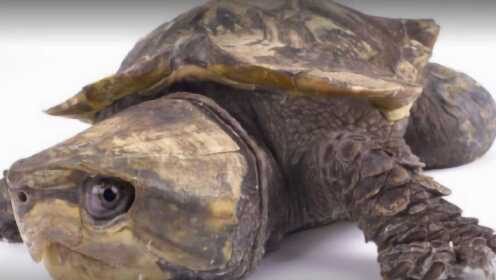 爷爷捡到罕见“巨头龟”，养13年舍不得放生，孙女回家瞬间傻眼 - 腾讯视频