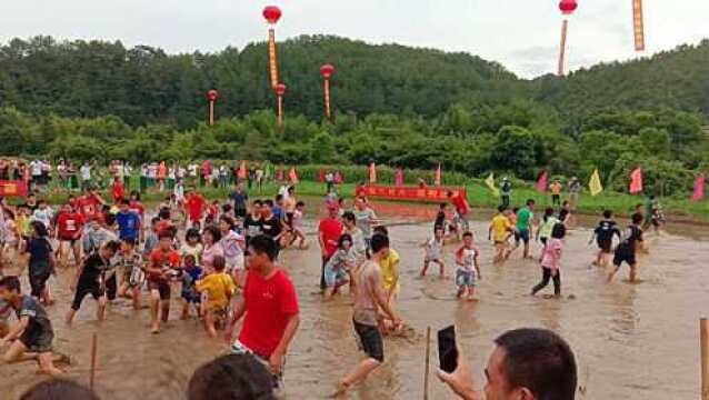 一年一次客家6月6传统节日大人小孩在泥潭里比赛捉鸭子场面壮观