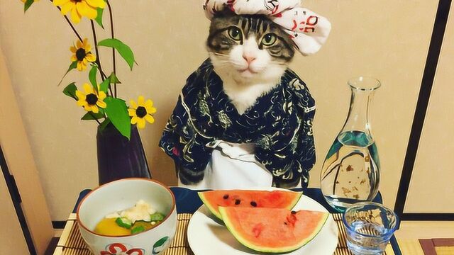 日本猫咪热衷cos各种角色 美食当前坐怀不乱