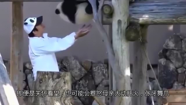 别惹它! 野生大熊猫战斗力堪比狮子老虎, 熊猫 劳资祖上也吃肉!