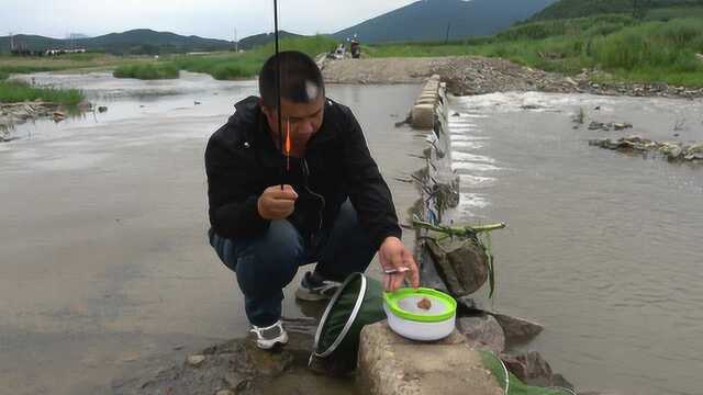 东北乡村小溪寻钓,儿时最爱抓的土生野鱼,冷水柳根鱼!