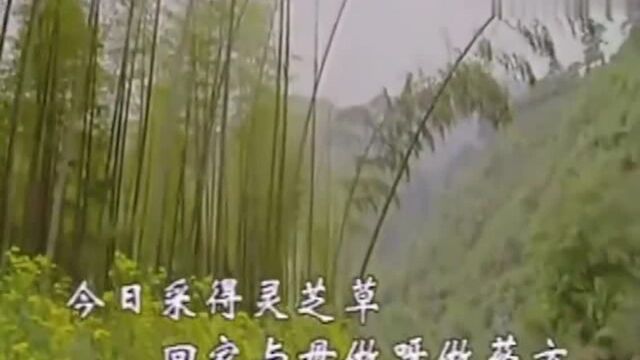 黄梅戏:《杜鹃女》杜鹃我飞步下山岗选段,李萍唱的真好!