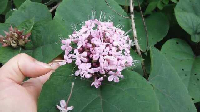 农村一种植物叫臭牡丹,对痔疮和牙痛帮助很大,认识一下吧!