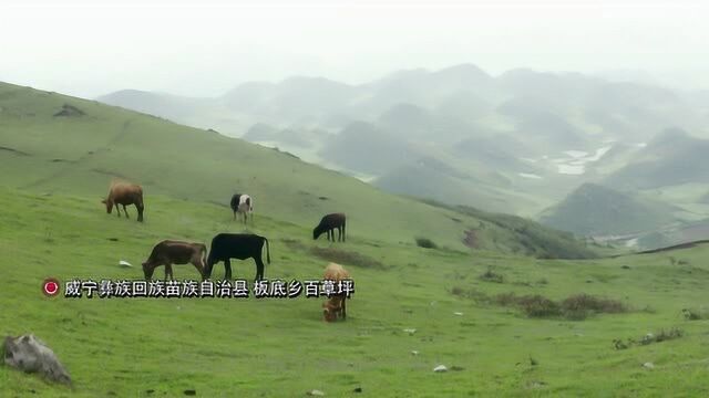 喀斯特地貌的历史记忆:在百草坪,就连牛吃的都是草药!