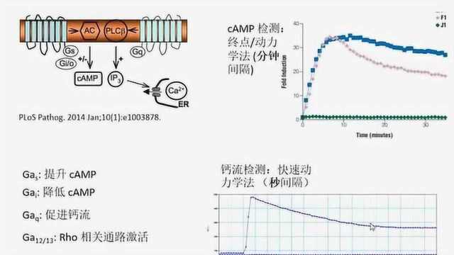 网络讲堂:利用Flexstation3推动跨膜蛋白信号转导