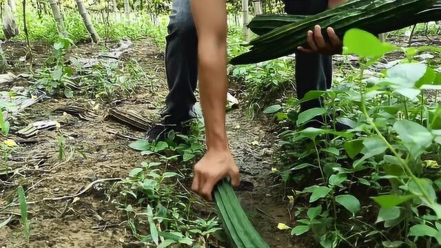 农民种植大量八棱瓜,为何掉得满地都是?随便捡不要钱,真可惜