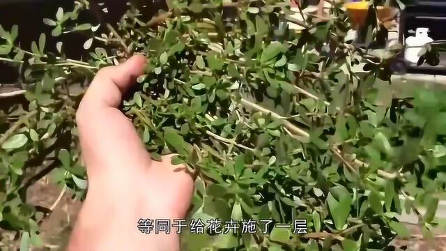 用马齿苋养花,做花卉的肥料,非常的管用?