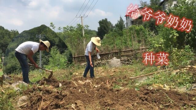 农村生活想体验吗?湘西小程给爷爷奶奶种菜,种的有这些菜