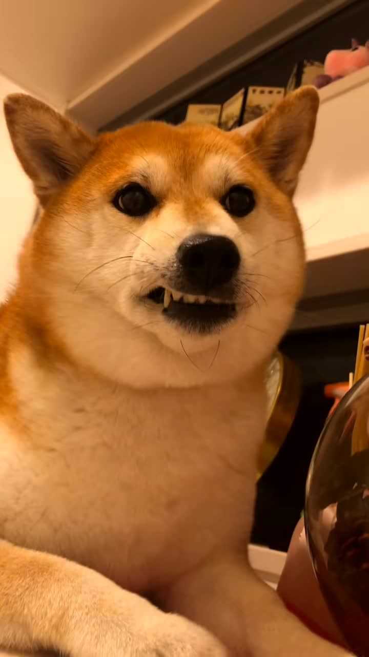 柴犬这呲牙的样子是不是很欠揍呢