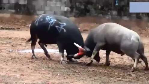 力气不如对手,体型也差点,还被对手干翻了!